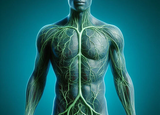 How Cold Water Immersion Impacts Lymphatic Circulation
